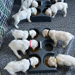 Boy 2 - male Spinone Italiano puppy in Wyoming, Michigan from Seven Pines Spinone