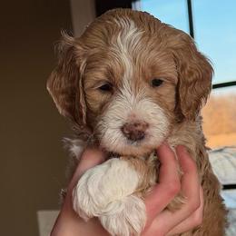 Mr Maroon - Apricot male Goldendoodle puppy in Monticello, Indiana from Faithfully Yours Doodles