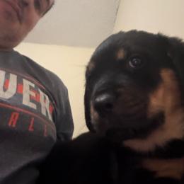 Green girl - Black and mahogany female Rottweiler puppy in Colorado Springs, Colorado from Von Locher Rotties