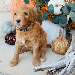 Gray - male Golden Mountain Doodle puppy in Leander, Texas from Olive Grove Doodles