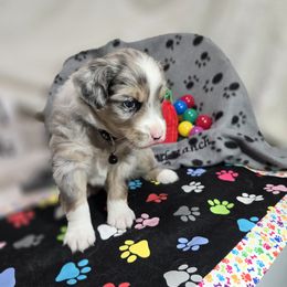 Rocket - Miniature Australian Shepherd puppy in Middleburg, Florida from Tails End Ranch