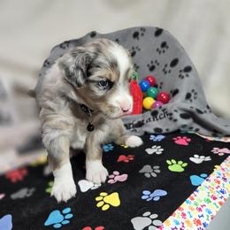 Rocket - Miniature Australian Shepherd puppy in Middleburg, Florida from Tails End Ranch