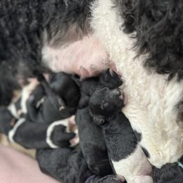 Goldendoodle Puppies from Summer Sun Doodles