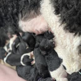 Goldendoodle Puppies from Summer Sun Doodles