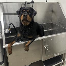 Cupcake - Black and tan female Rottweiler puppy in Fredericksburg, Virginia from Milton's Rottweilers