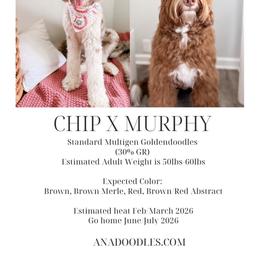 Goldendoodle puppies from A.N.A. Doodles