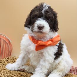 Coats - Brown and white male Bernedoodle puppy in Scottsville, Kentucky from Barren River Bernedoodles and Poodles