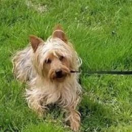 Brûlée - Yorkshire Terrier