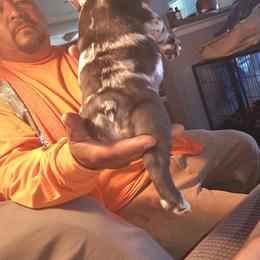 French Bulldog Puppies from French Bulldog