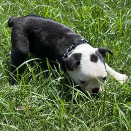 St. Male (black collar) - Black and white male Boston Terrier puppy in Mc Donough, Georgia from Ballard Boston Terriers