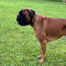 Theo - Boxer