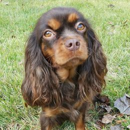 Snickers - Cavalier King Charles Spaniel