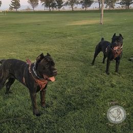 "Triple H’s Auria & Neena" Cane Corso All Grown Up from Triple H Cane Corso