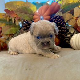 Mushu - Blue fawn male French Bulldog puppy in Tuttle, Oklahoma from Fun & Frenchie Free, LLC