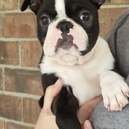 Boston Terrier Puppies from Furrhill's Boston Terriers