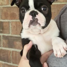 Boston Terrier Puppies from Furrhill's Boston Terriers