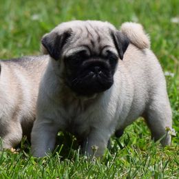 Pugs from Pugs in the Country