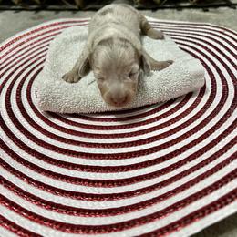 Dachshund Puppies from Honey Creek Doxies