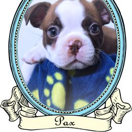 Baby Pax - Red male Boston Terrier puppy in Kingsport, Tennessee from Sleepwalker Bostons