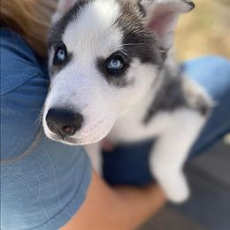 Siberian Husky Puppies from Siberian Huskies-Beckham the Great