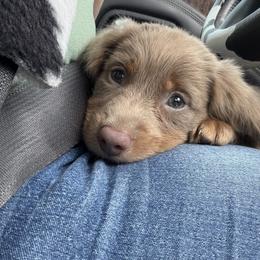 Cockapoo, Dachshund, and Miniature Schnauzer Puppies from LUXEYPUPS
