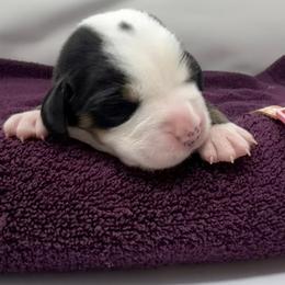 Pink Girl - Black, white and red female Greater Swiss Mountain Dog puppy in Oregon City, Oregon from Runamuck's Greater Swiss Mountain Dogs