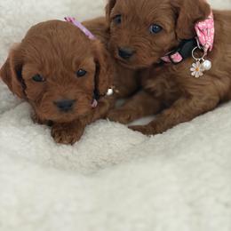 Cavapoo puppies from Christina Kolovos