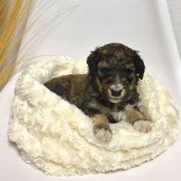 Bernedoodle Puppies from Cry Woof LLC