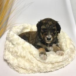 Bernedoodle Puppies from Cry Woof LLC