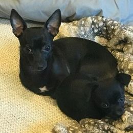 Chihuahuas from Lake County Chihuahuas