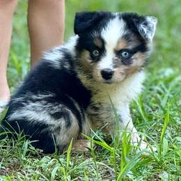 Buzz - Blue merle male Miniature Australian Shepherd puppy in Patterson, North Carolina from DreamLine Aussies