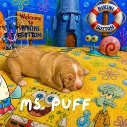 Ms. Puff - Mahogany and white female Basset Hound puppy in Tollesboro, Kentucky from Low and Slow Bassets