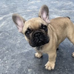 French Bulldog Puppies from Blue Lotus Frenchies