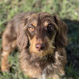 Lib - Dachshund
