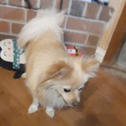 Pomskies from Texas Panhandle Small Pomsky Puppies