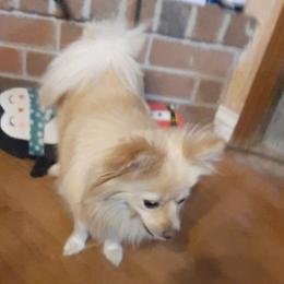 Pomskies from Texas Panhandle Small Pomsky Puppies