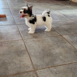Biewer Terrier Puppies from Bibeau's Biewer Terriers