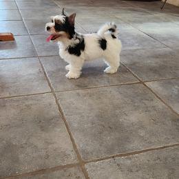 Biewer Terrier Puppies from Bibeau's Biewer Terriers