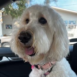 Allie - Goldendoodle