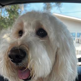 Allie - Goldendoodle
