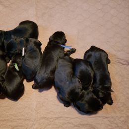 Purple - Black female Giant Schnauzer puppy in Locust Grove, Oklahoma from M & J's Oklahoma Giants