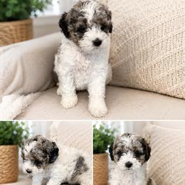 Shihpoo puppies from My Hometown Doodles