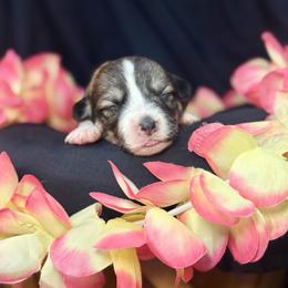 Mary - Sable female Pembroke Welsh Corgi puppy in Valley, Washington from Corgis of the Mountain Valley