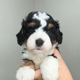 BLUE MALE - Tri-color male Bernedoodle puppy in Gilbert, Arizona from Azbernedoodlepuppies