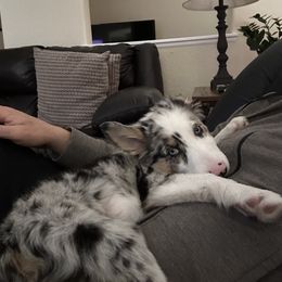 Border Collie Puppies from Bond Border Collies