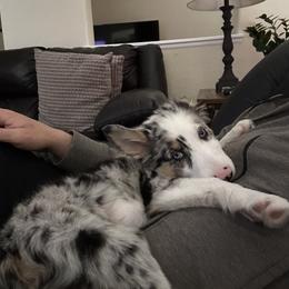 Border Collie Puppies from Bond Border Collies