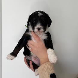 Green boy - Tri-color male Bernedoodle puppy in O'fallon, Missouri from Rockin R Doodles