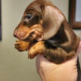 Blueprint J2 Litter - Chocolate and tan female Dachshund puppy in Mountain Grove, Missouri from Blueprint K9 Dachshunds- www.BlueprintK9.com