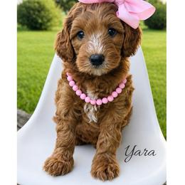 Yara - Red  female Goldendoodle puppy in State Road, North Carolina from Must Love Doodles