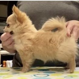 American Staffordshire Terrier and Chihuahua Puppies from Bellastaff